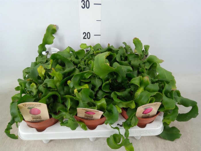 <h4>Epiphyllum guatem. var. monstrosa</h4>