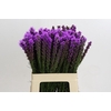 Liatris Callilepis