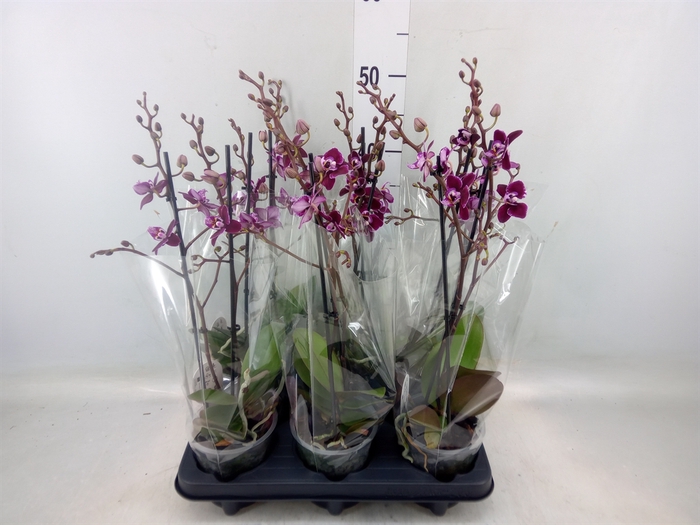 <h4>Phalaenopsis multi.   ...red</h4>