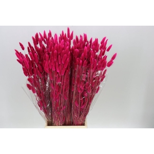 Dried Lagurus Fuxia