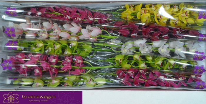 <h4>CYMB MI GEM</h4>