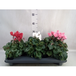 Cyclamen GR 'XL'