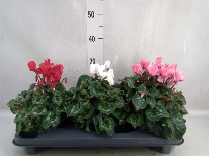 <h4>Cyclamen GR 'XL'</h4>