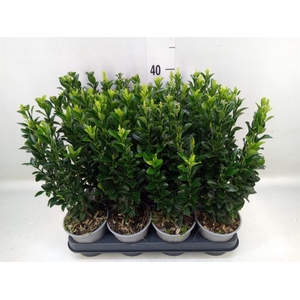 Euonymus japon. 'Green Spire'