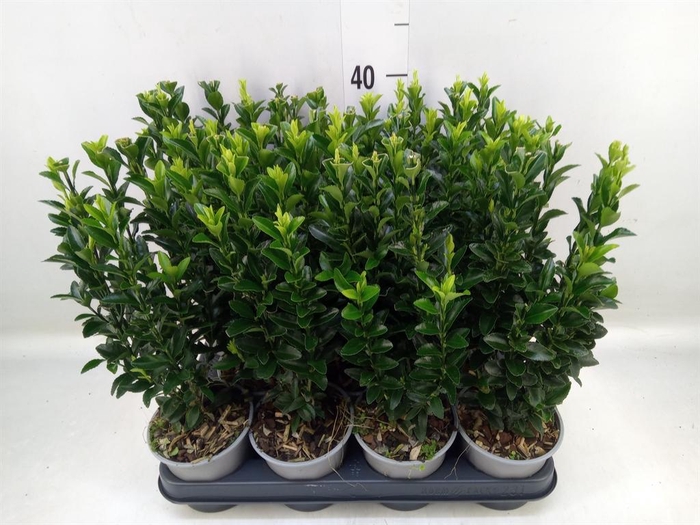 <h4>Euonymus japon. 'Green Spire'</h4>