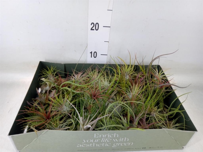 <h4>Tillandsia</h4>