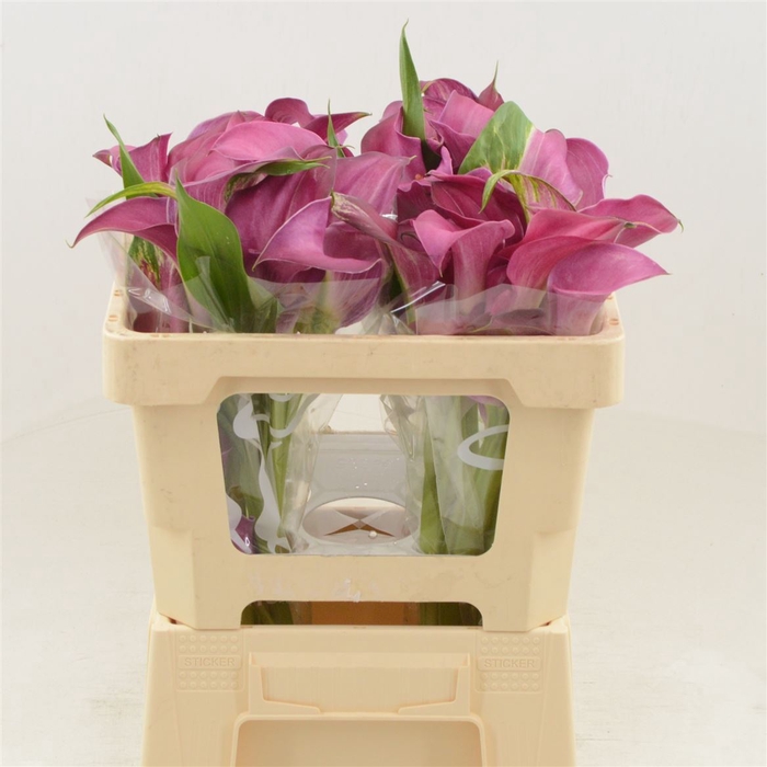 <h4>Calla Pink Jewel | Dubbelbloemig</h4>