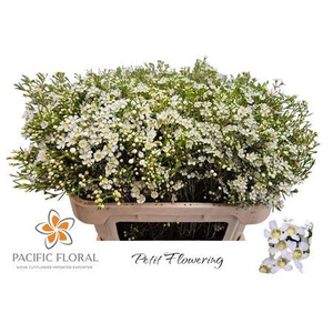 Chamelaucium Denmark White Pearl 70cm