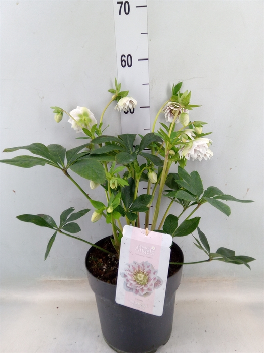 <h4>Helleborus ori. 'Verboom Cinderel'</h4>