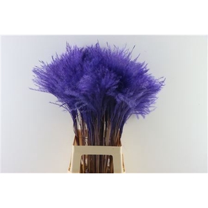 Dried Stipa Feather Milka P. Stem