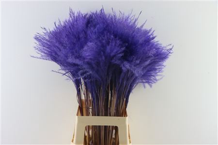 <h4>Dried Stipa Feather Milka P. Stem</h4>