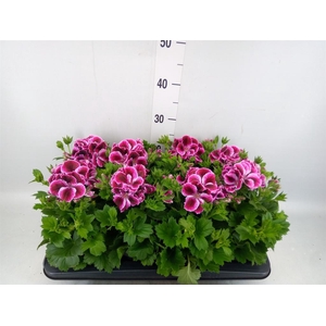 Pelargonium gran.   ..