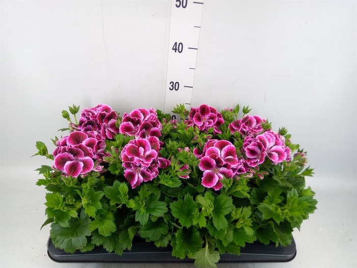 <h4>Pelargonium gran.   ..</h4>