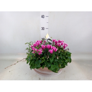 Arr.  Cyclamen H%