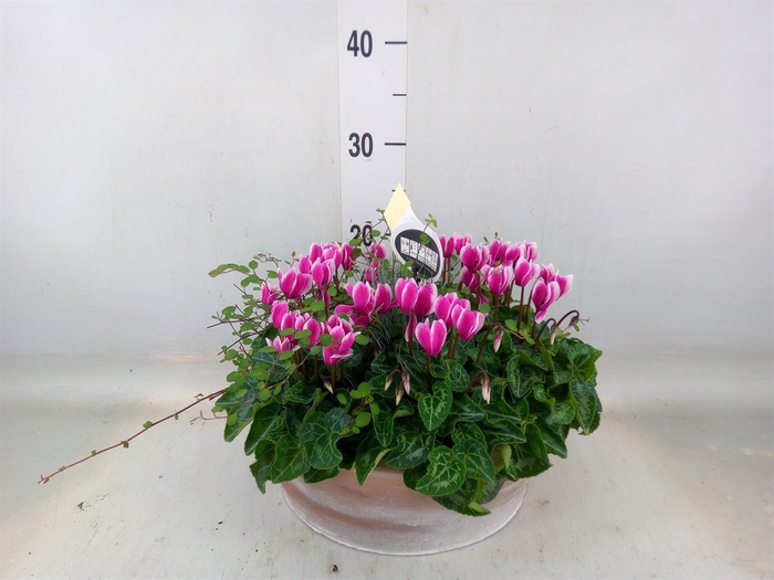 <h4>Arr.  Cyclamen H%</h4>