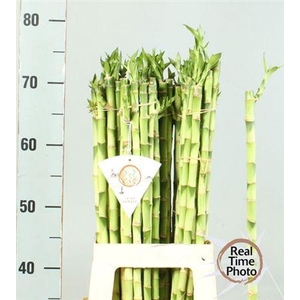 Drac S Lucky Bamboo