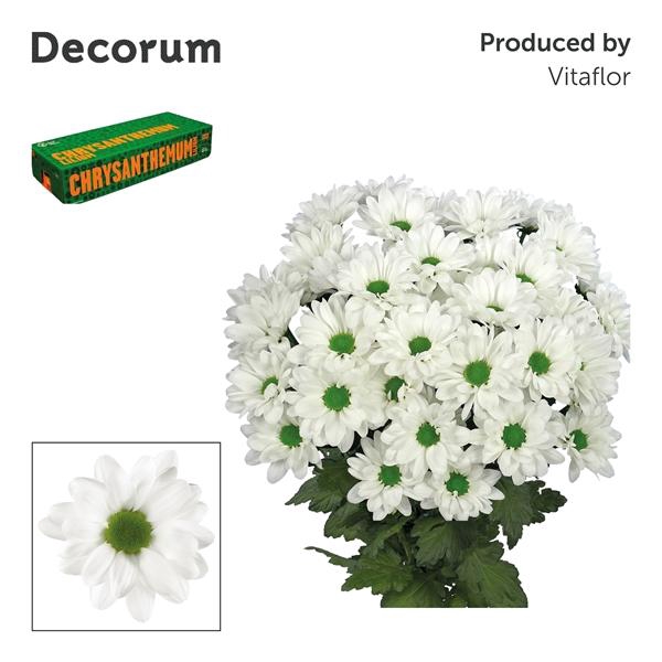 <h4>Chr T Chic Decorum</h4>