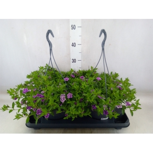 Calibrachoa   ...mix