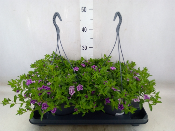 <h4>Calibrachoa   ...mix</h4>