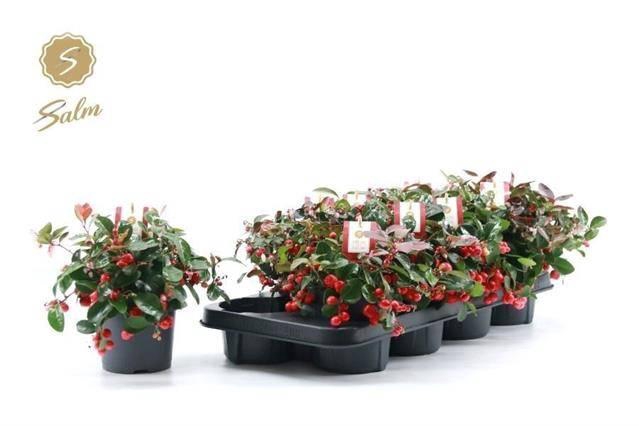 <h4>GAULTH PR BIG BERRY P12</h4>