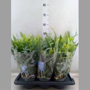 Phlebodium aureum 'Blue Star'