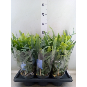 Phlebodium aureum 'Blue Star'