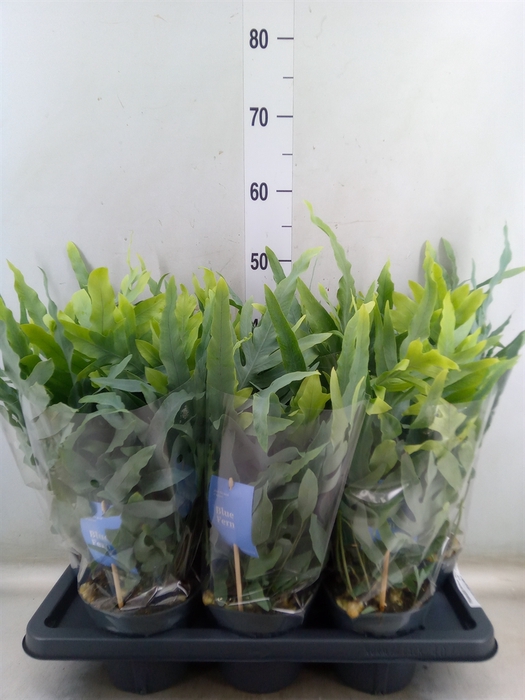 <h4>Phlebodium aureum 'Blue Star'</h4>