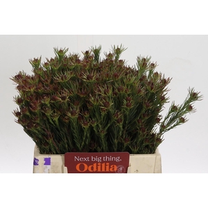 Cape Green Jubilee Crown