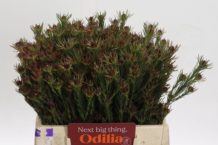 <h4>Cape Green Jubilee Crown</h4>