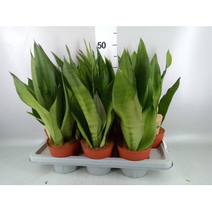 Sansevieria trifa. 'Moonshine'