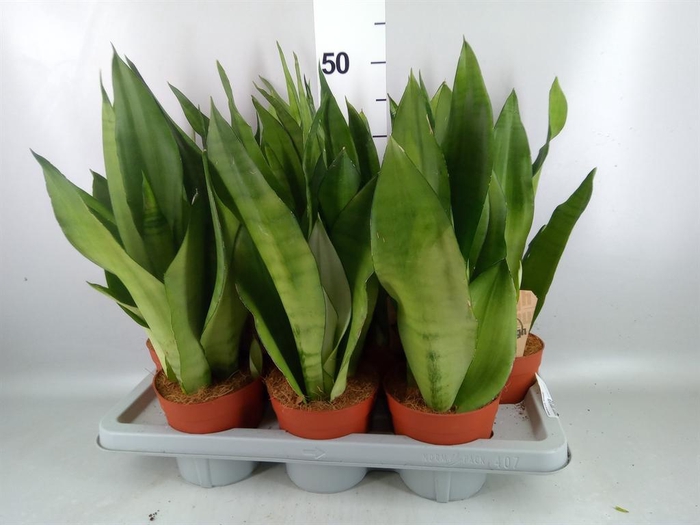 <h4>Sansevieria trifa. 'Moonshine'</h4>