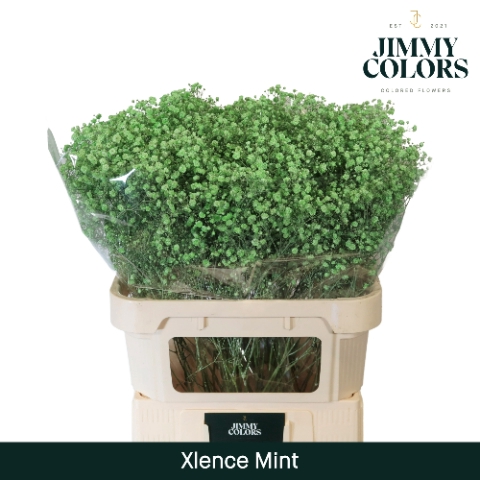 <h4>Gyps Xlence L80 Mint</h4>