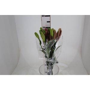 LIRIO BRINDISI 070 CM HT 2/3 FLS