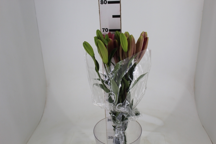 <h4>LIRIO BRINDISI 070 CM HT 2/3 FLS</h4>