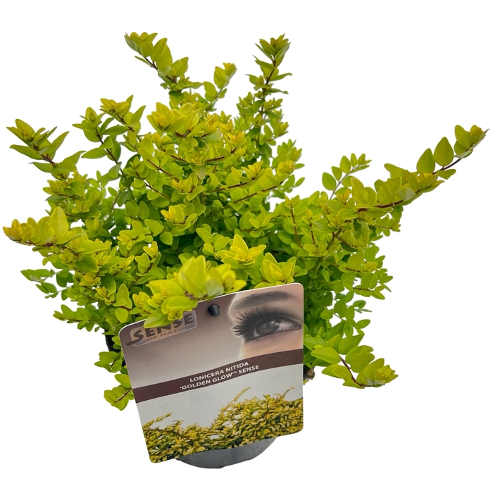 <h4>Lonicera nitida 'Golden Glow'® sense</h4>