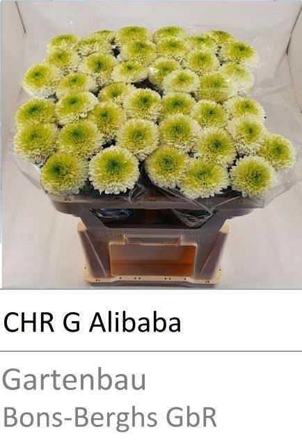 <h4>CHR G ALIBABA</h4>