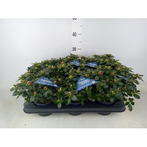 Rhododendron sim. 'Hor Class Rouge'