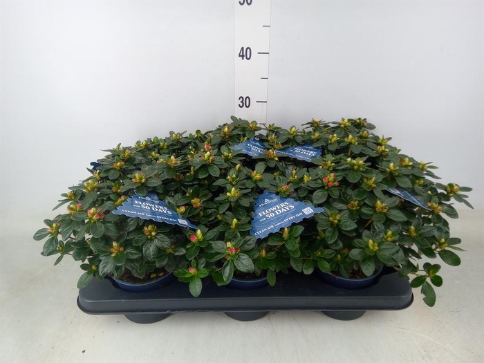 <h4>Rhododendron sim. 'Hor Class Rouge'</h4>