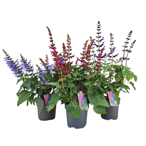 Salvia salgoon mix p17 (NL)