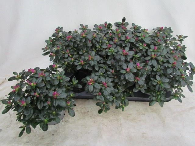 <h4>RHODO SI OSTALETT</h4>