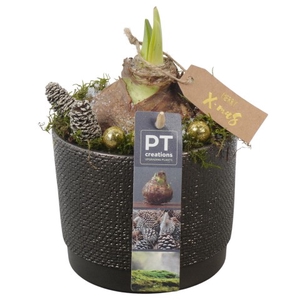 PTACH5831 Arrangementen Kerst