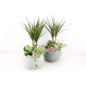 arr2 PL - Ker. bolpot dracena grijs x2