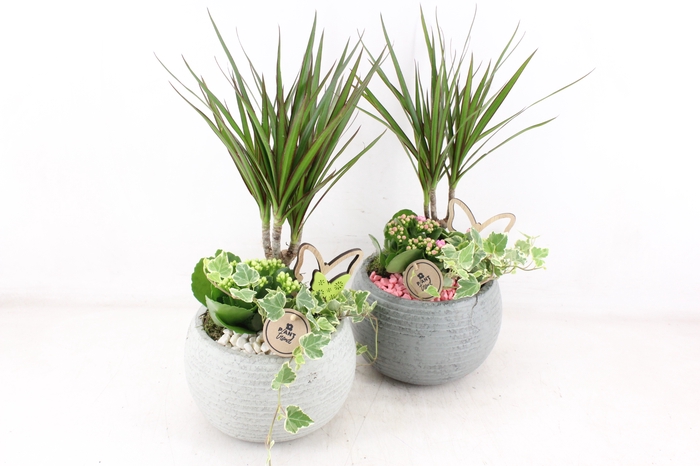 <h4>arr2 PL - Ker. bolpot dracena grijs x2</h4>