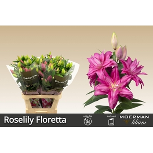 LI OR DU RL FLORETTA 5+