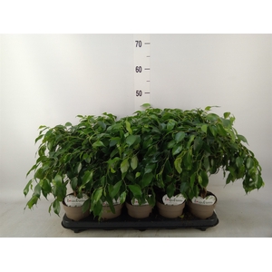 Ficus benja.   ...