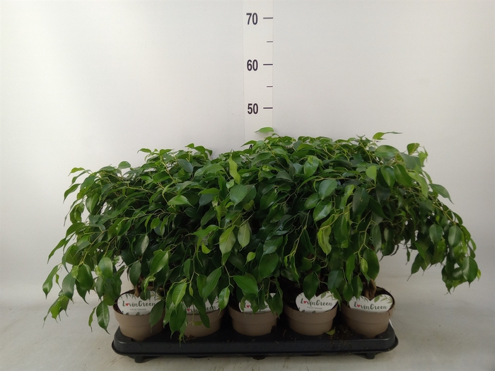 <h4>Ficus benja.   ...</h4>
