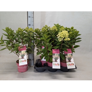 HYDR PANICULATA