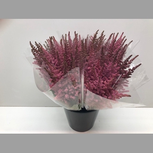 Mono Astilbe Vision Pink