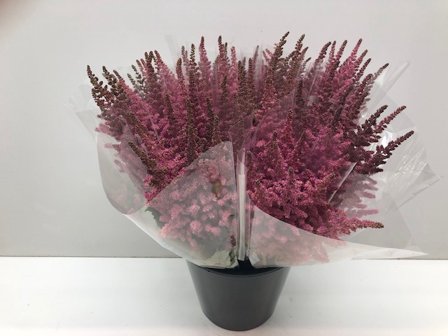 <h4>Mono Astilbe Roze x5 (Marginpar)</h4>