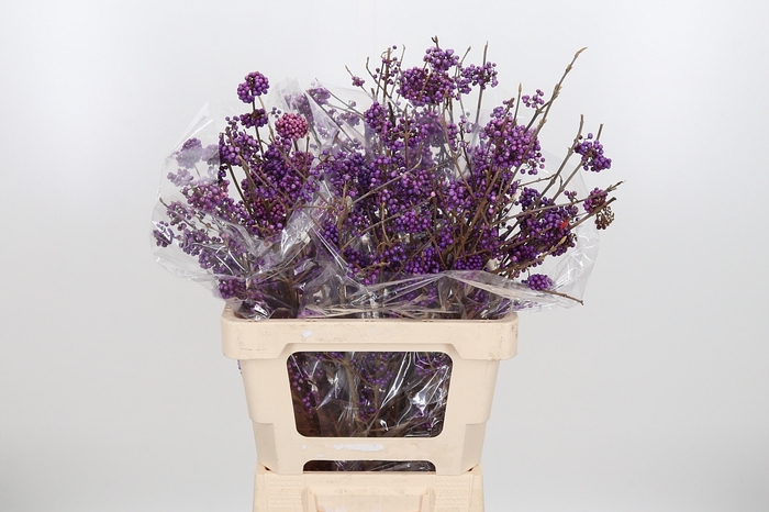 <h4>Callicarpa Bod Profu</h4>